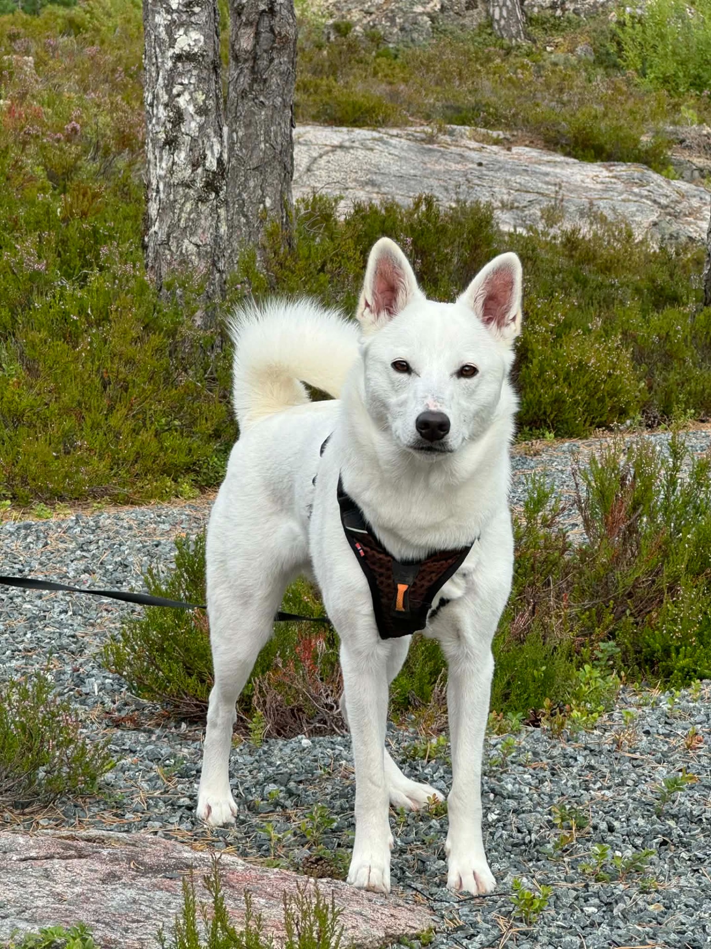Sarvva