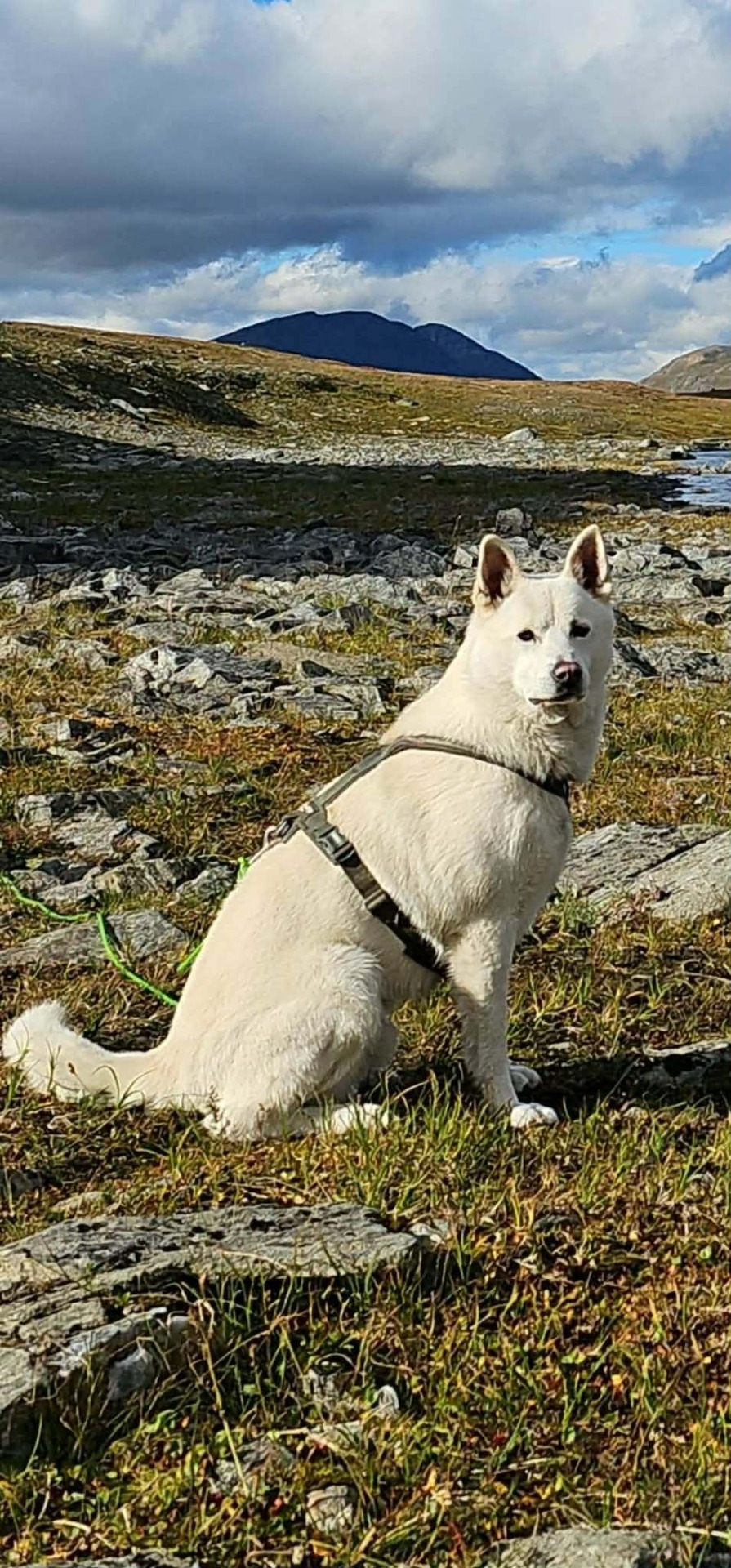 Bamse
